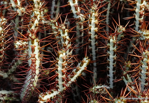 18-12-07-guatiza-kaktusgarten-032