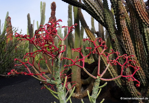 18-12-07-guatiza-kaktusgarten-035