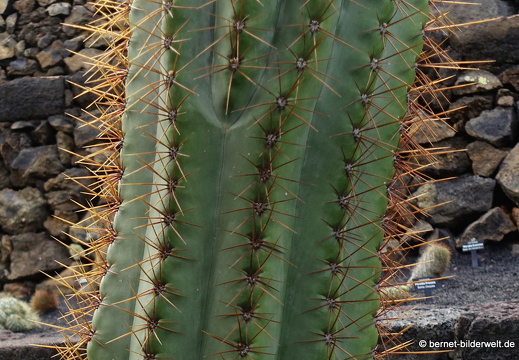 18-12-07-guatiza-kaktusgarten-038