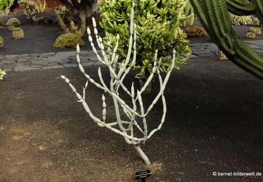 18-12-07-guatiza-kaktusgarten-040