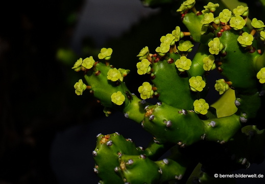 18-12-07-guatiza-kaktusgarten-049