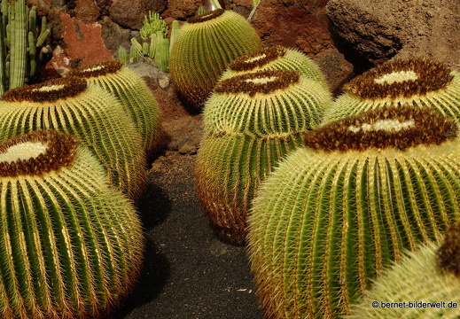 18-12-07-guatiza-kaktusgarten-050