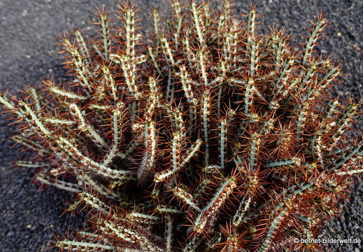 18-12-07-guatiza-kaktusgarten-051