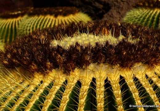 18-12-07-guatiza-kaktusgarten-052