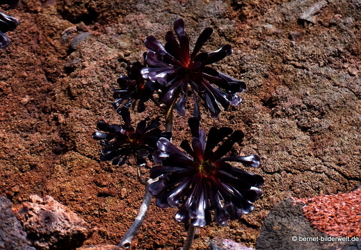 18-12-07-guatiza-kaktusgarten-059