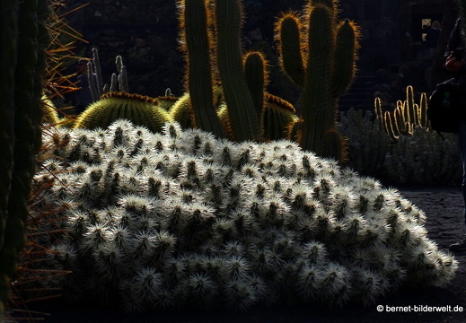 18-12-07-guatiza-kaktusgarten-061