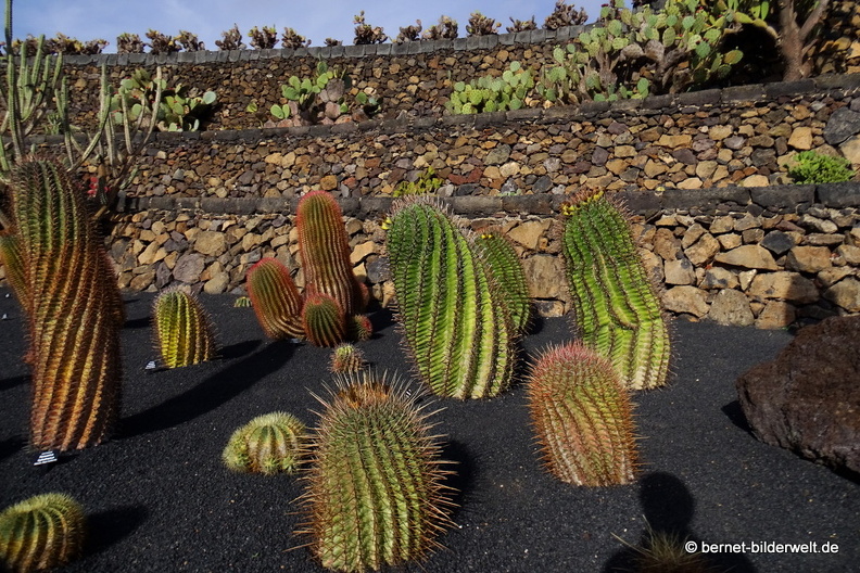 18-12-07-guatiza-kaktusgarten-070.JPG