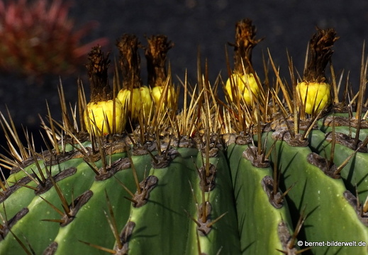 18-12-07-guatiza-kaktusgarten-072