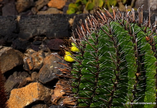 18-12-07-guatiza-kaktusgarten-071