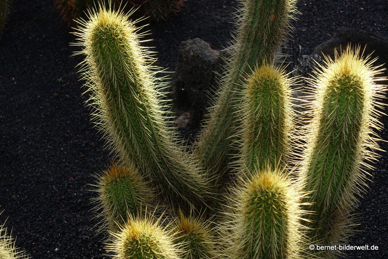 18-12-07-guatiza-kaktusgarten-074.JPG