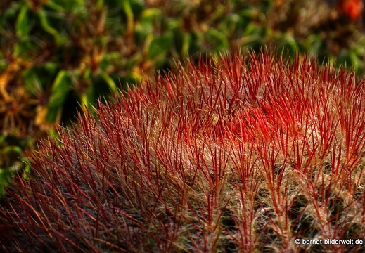 18-12-07-guatiza-kaktusgarten-075