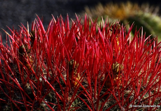 18-12-07-guatiza-kaktusgarten-076