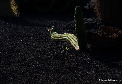 18-12-07-guatiza-kaktusgarten-085