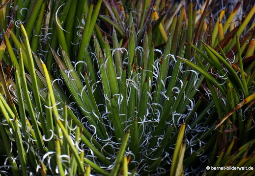 18-12-07-guatiza-kaktusgarten-082