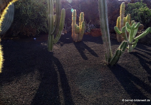 18-12-07-guatiza-kaktusgarten-092