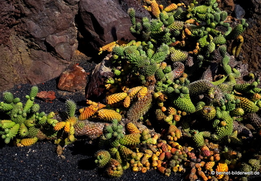 18-12-07-guatiza-kaktusgarten-091