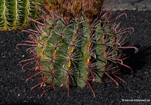 18-12-07-guatiza-kaktusgarten-100