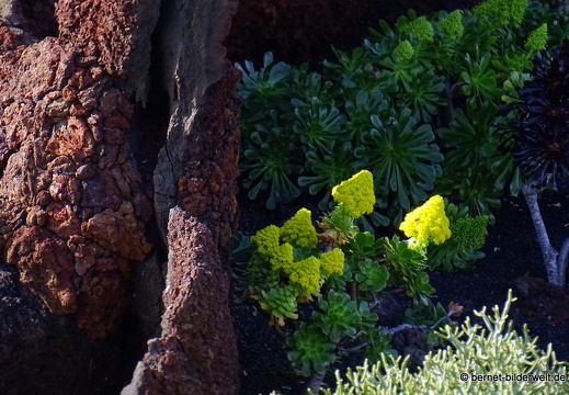 18-12-07-guatiza-kaktusgarten-121