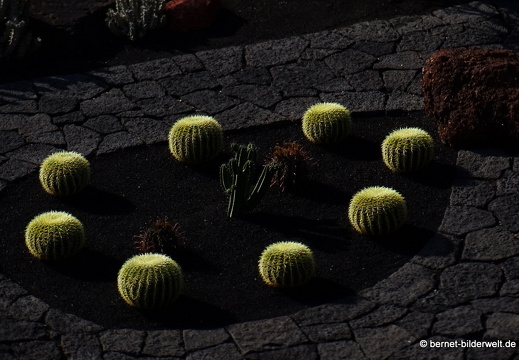 18-12-07-guatiza-kaktusgarten-126