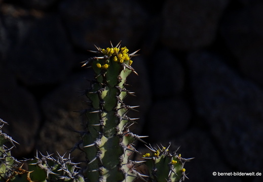 18-12-07-guatiza-kaktusgarten-143