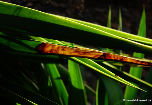 18-12-07-guatiza-kaktusgarten-150