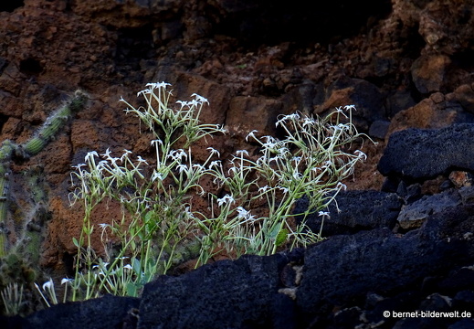 18-12-07-guatiza-kaktusgarten-158