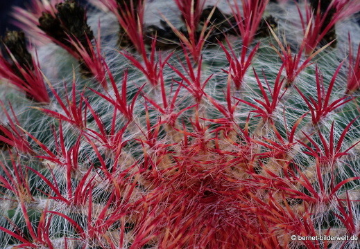 18-12-07-guatiza-kaktusgarten-157