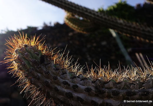 18-12-07-guatiza-kaktusgarten-166