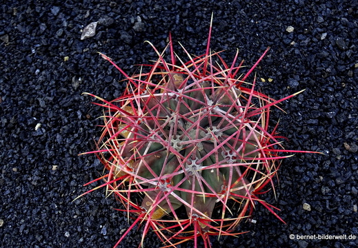 18-12-07-guatiza-kaktusgarten-165