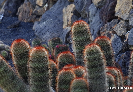 18-12-07-guatiza-kaktusgarten-169