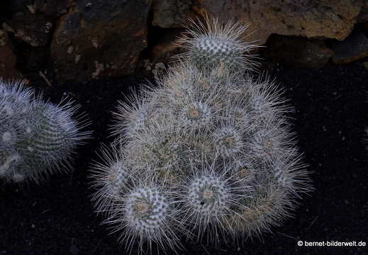 18-12-07-guatiza-kaktusgarten-170