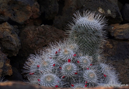 18-12-07-guatiza-kaktusgarten-167