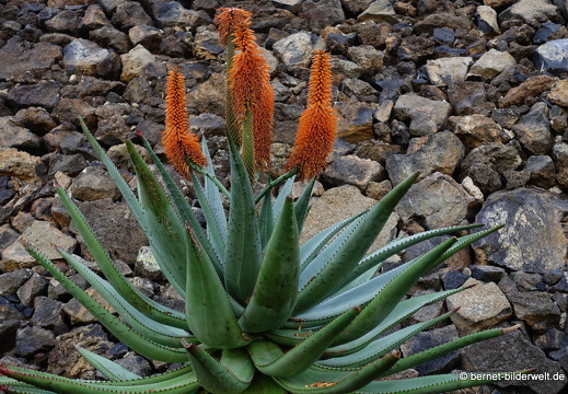 18-12-07-guatiza-kaktusgarten-171