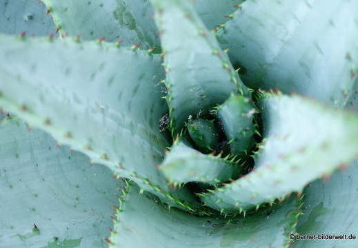 18-12-07-guatiza-kaktusgarten-178