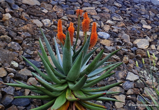 18-12-07-guatiza-kaktusgarten-174