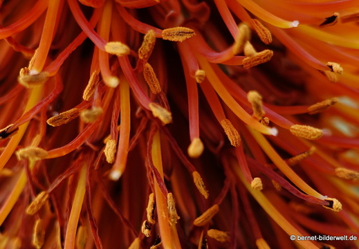 18-12-07-guatiza-kaktusgarten-181