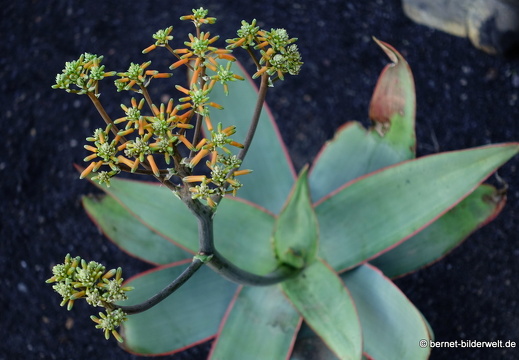 18-12-07-guatiza-kaktusgarten-179