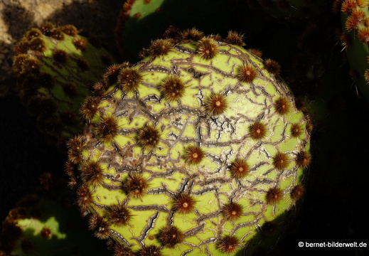 18-12-07-guatiza-kaktusgarten-188