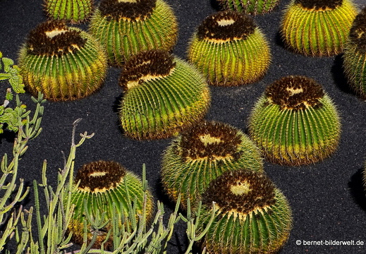 18-12-07-guatiza-kaktusgarten-184