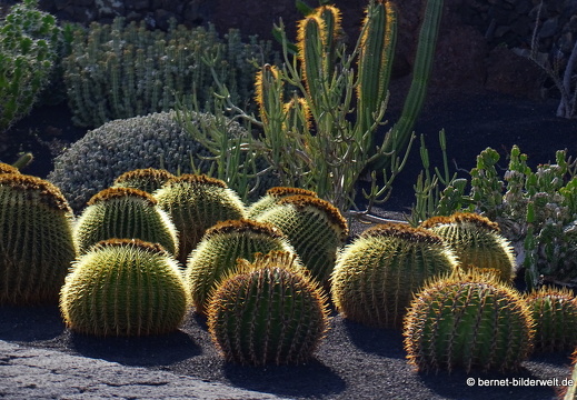 18-12-07-guatiza-kaktusgarten-192