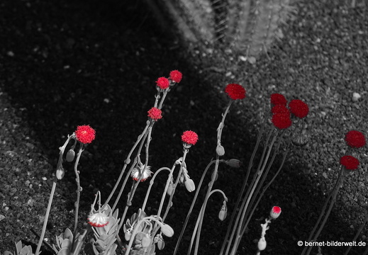 18-12-07-guatiza-kaktusgarten-208