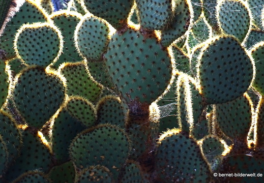 18-12-07-guatiza-kaktusgarten-210