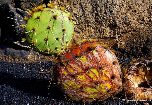 18-12-07-guatiza-kaktusgarten-214