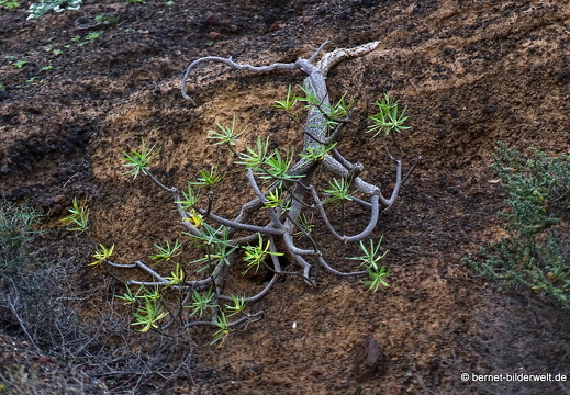 18-12-08-guatiza-045