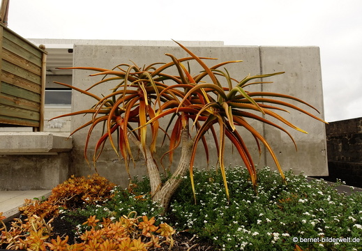 18-11-26-arrecife-puerto de naos-yachthafen-001