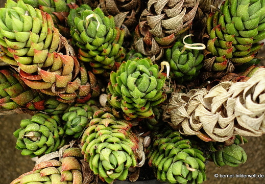 18-12-01-haria-privater garten-006