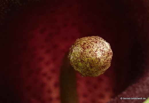 18-12-12-haria-krummstab-011