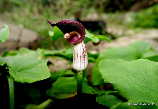 18-12-12-haria-krummstab-013