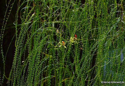 18-12-05-nazaret-lagomar-070