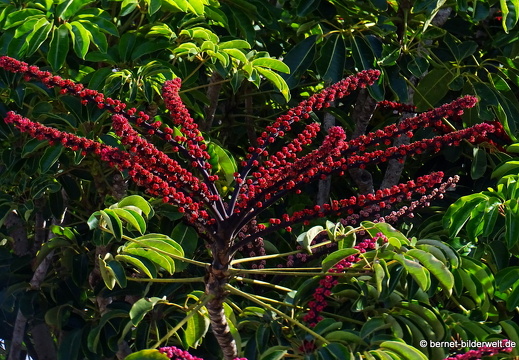 18-12-05-nazaret-lagomar-104